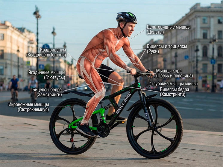 Kakie myshcy rabotayut vo vremya ezdy na velosipede